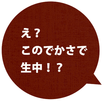 え？このでかさで生中